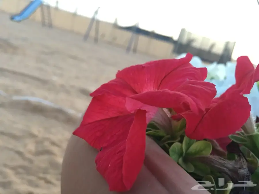 مخيم الريم الجديد كليا  2018 (image 6)