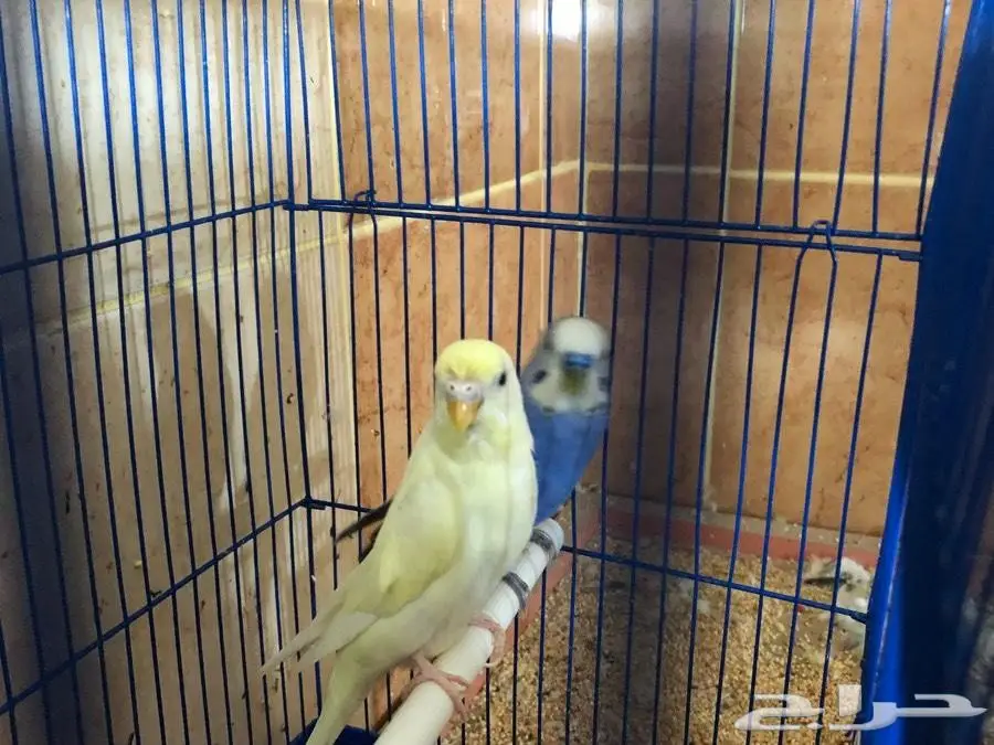 بيع أزواج ببغاوات منتجة - حالة ممتازة - فرصة لا تُفوّت!