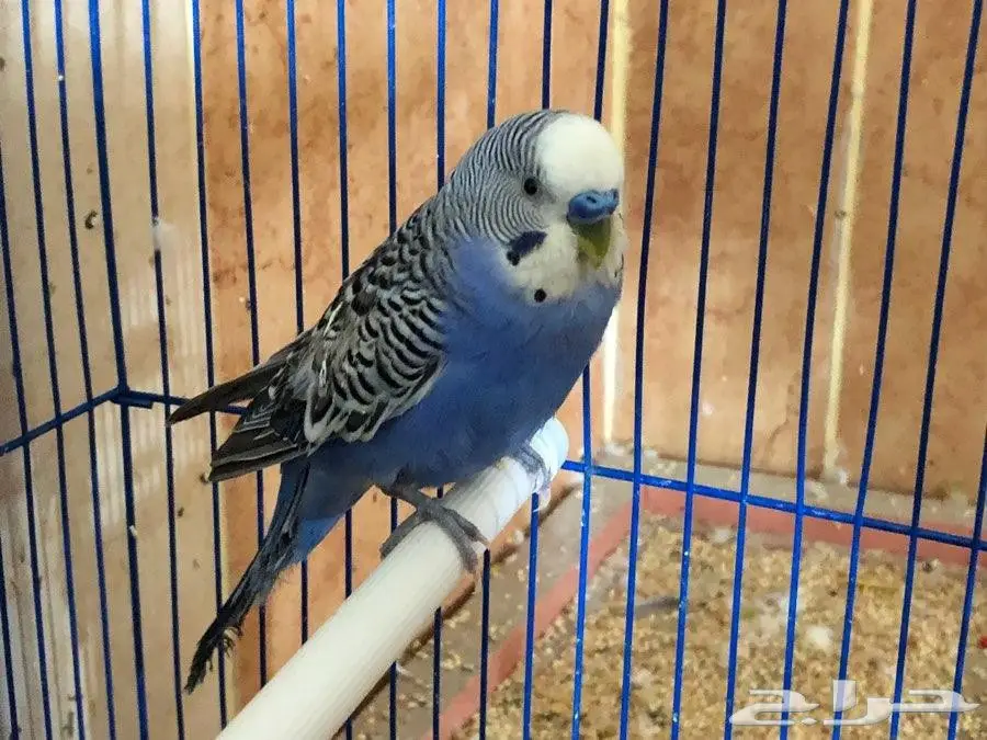 بيع أزواج ببغاوات منتجة - حالة ممتازة - فرصة لا تُفوّت! (image 7)