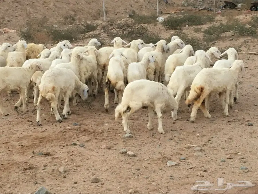 طليان حريه (image 3)