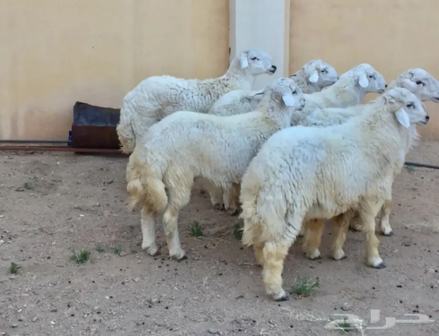 6 طليان حريه للبيع (image 2)