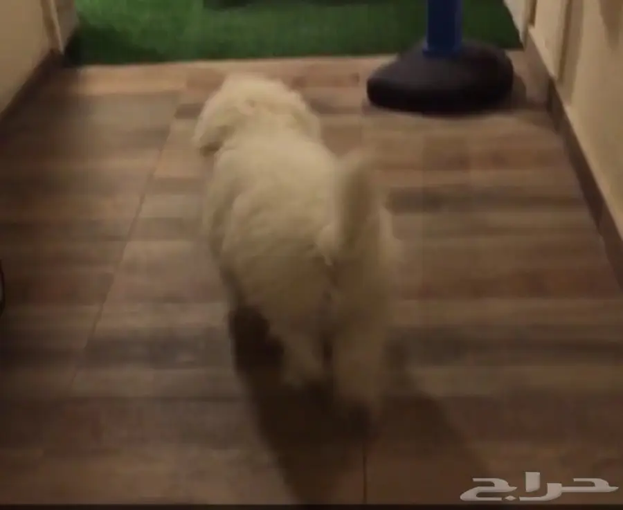 كلب للبيع بودل  (image 3)