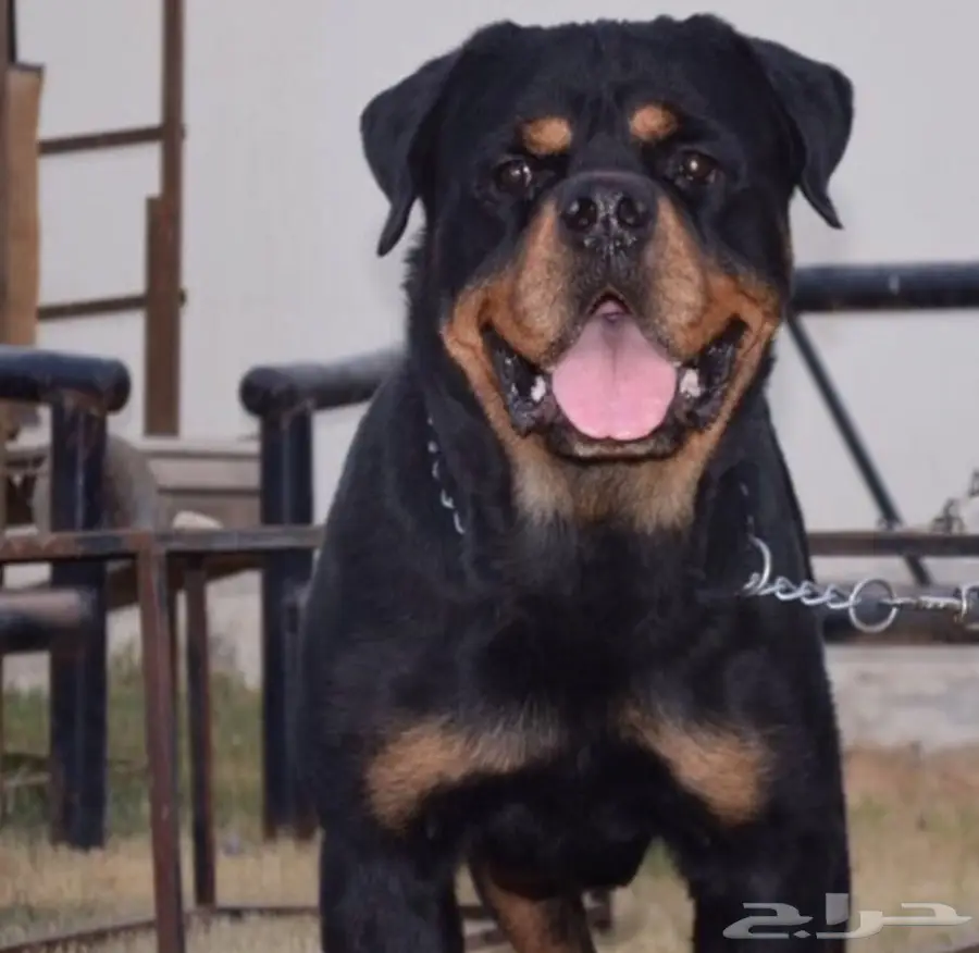 ذكر روت وايلر 