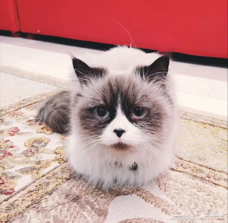 قطه راغ دول