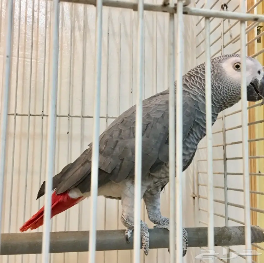 ببغاء كاسكو افريقي يتكلم بالوجه (image 1)