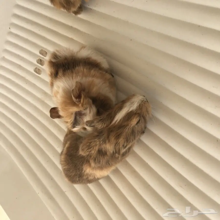 ارانب وبران بلدي  (image 1)