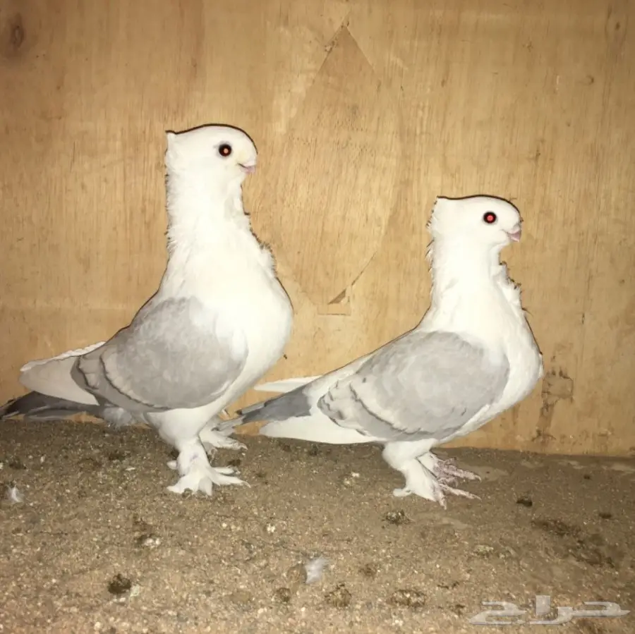 زوج ستنايت مسكي