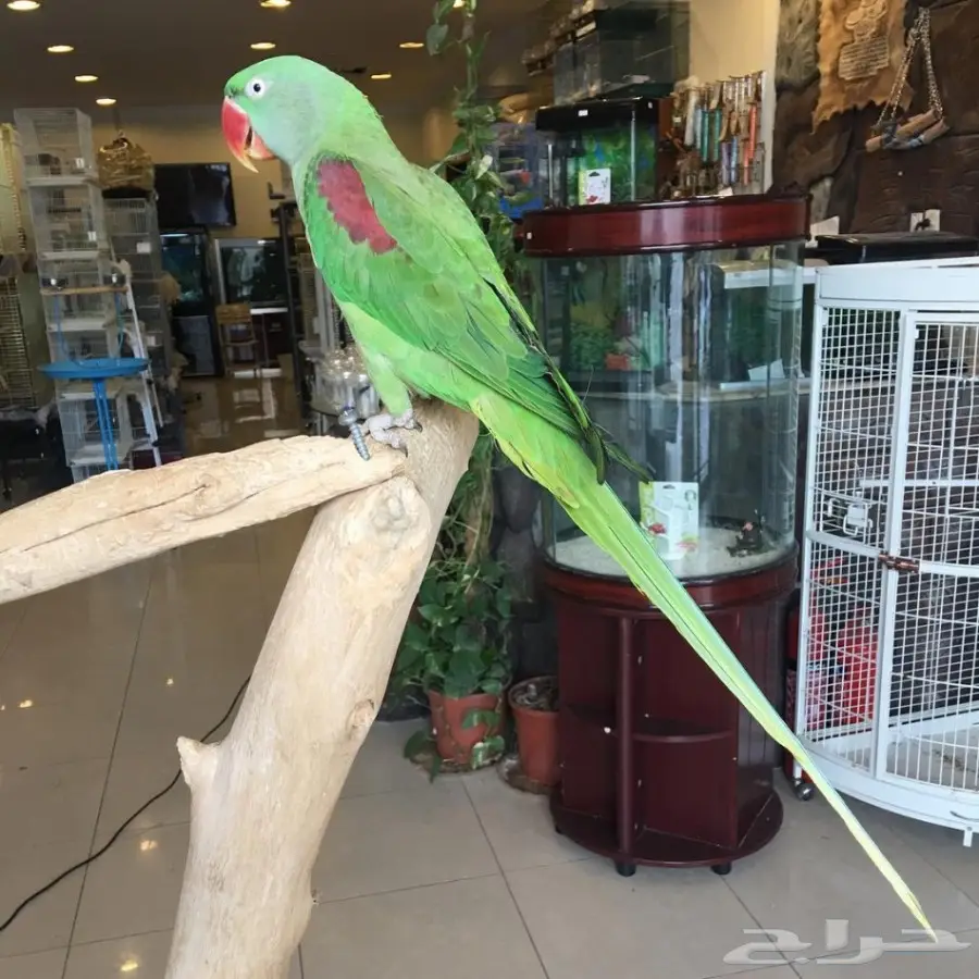 ببغاء نيبالي او حكول