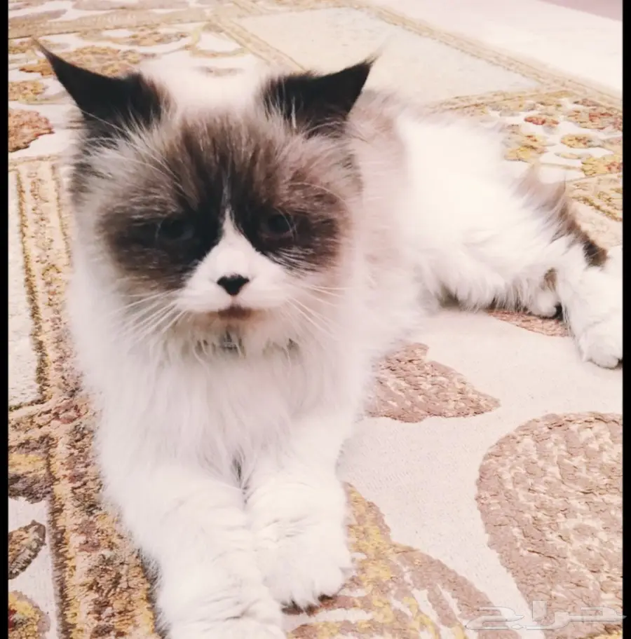 قطه راغ دول (image 1)