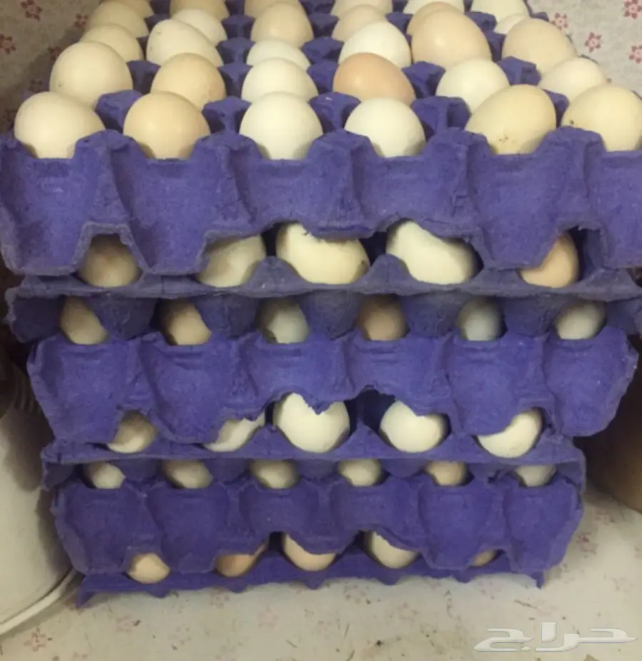 بيض بلادي للبيع 
