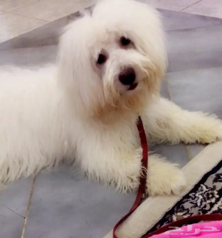 كلب للبيع بودل  (image 2)