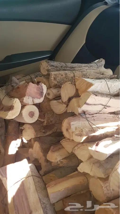 حصان صغير - بالخرج