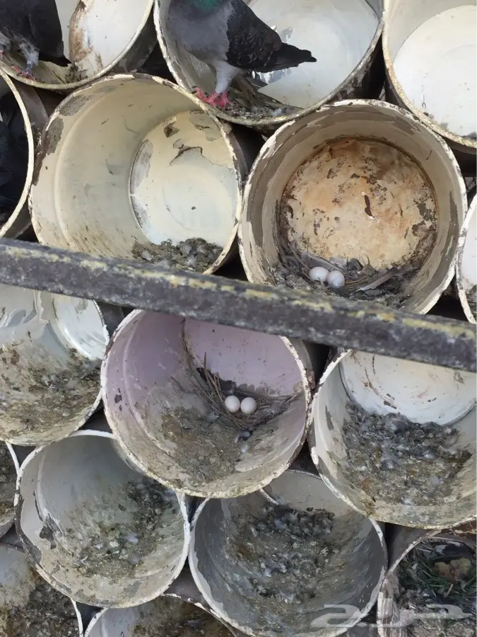 حمام نجدي  (image 5)