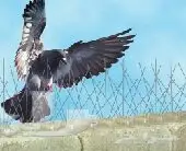 طارد حمام تركيب شبك مكافحة حمام تركيب طارد  (image 3)