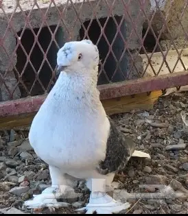 حمام اتراك  (image 11)