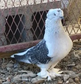 حمام اتراك  (image 12)