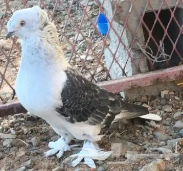 حمام اتراك  (image 10)