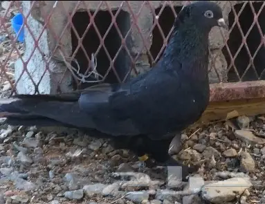 حمام اتراك للبيع (image 2)