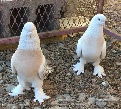 حمام اتراك  (image 4)