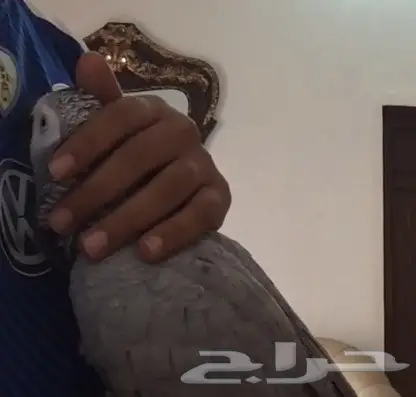 كاسكو طفره متكلم (image 1)