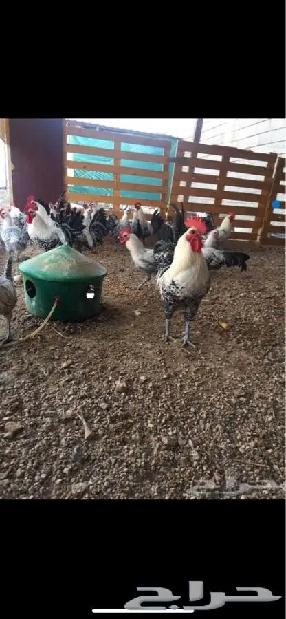 للبيع ديوك فيومي أبيض