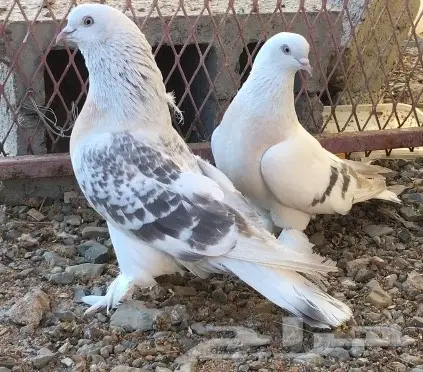 حمام اتراك  (image 5)