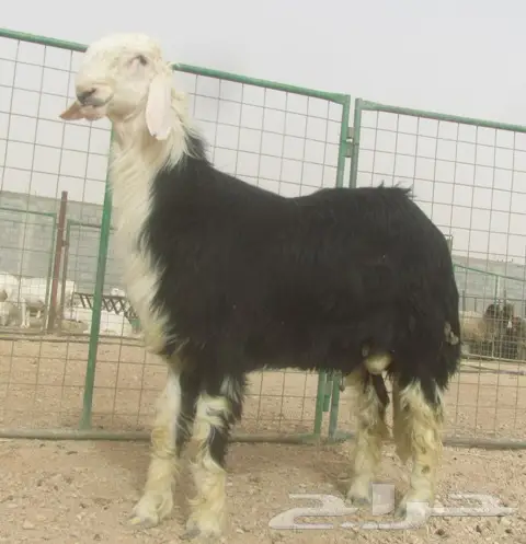 الاحجل خروف نجدي فاخر لأهل الصنف  (image 2)