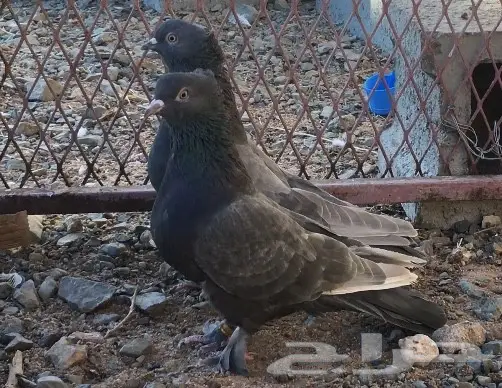 حمام اتراك  (image 3)