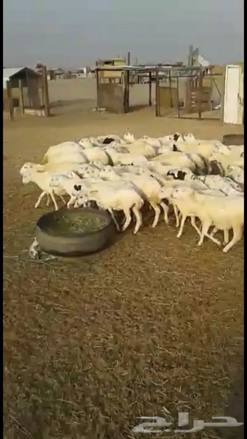 رخال طيبه ونضاف للبيع او بدل  (image 3)