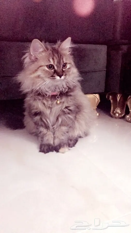 قطة شيرازيه مميزة للبيع - فرصة لا تعوض!