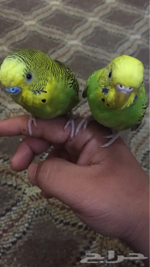 جوز بادجي هولندي منتج و اليف (image 1)