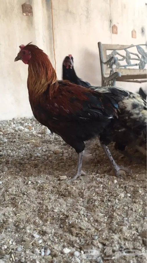 دجاج ناضج وبياض للبيع - كمية كبيرة!