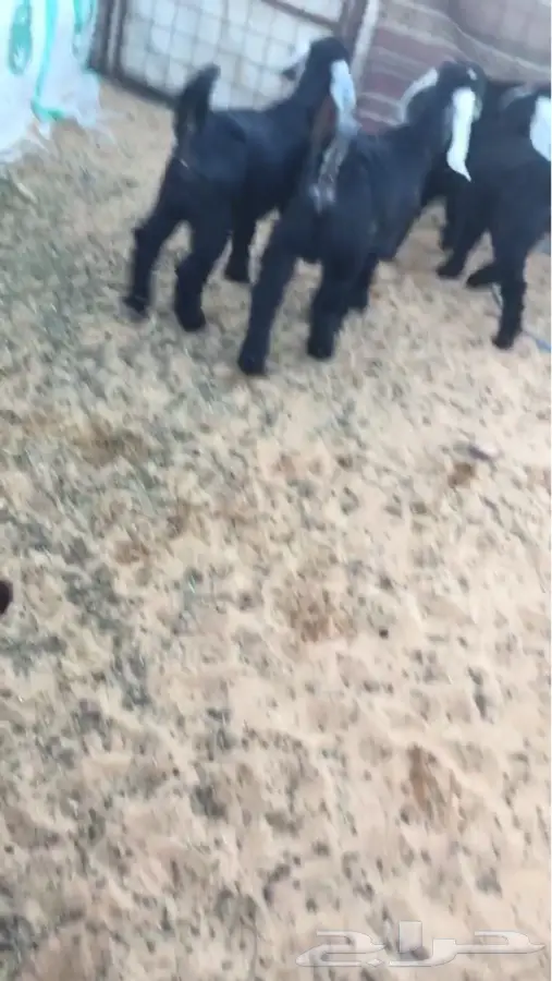 تيوس للبيع (image 1)