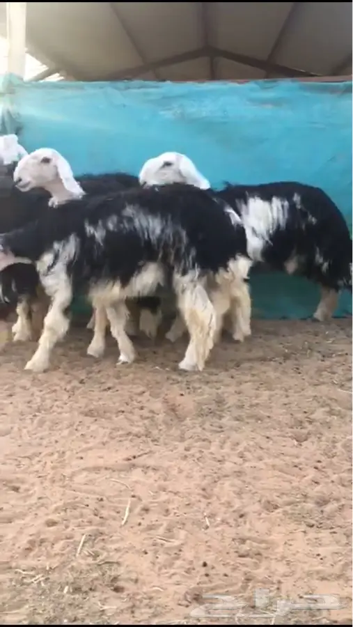 رخال نجد صنف حلوات وطيبات (image 2)