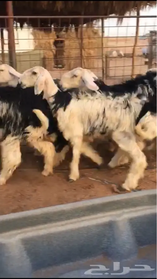 رخال نجد صنف حلوات وطيبات (image 1)