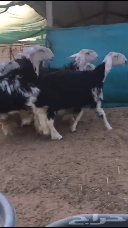 رخال نجد صنف حلوات وطيبات (image 4)