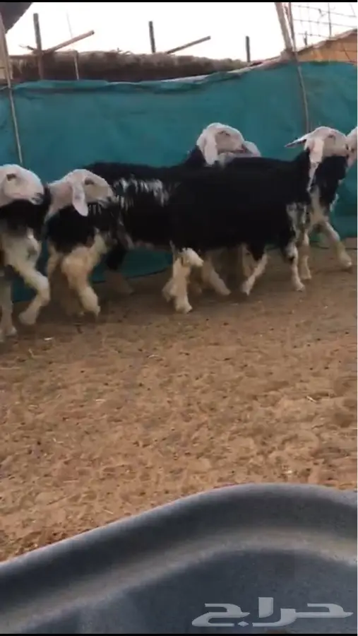 رخال نجد صنف حلوات وطيبات (image 3)