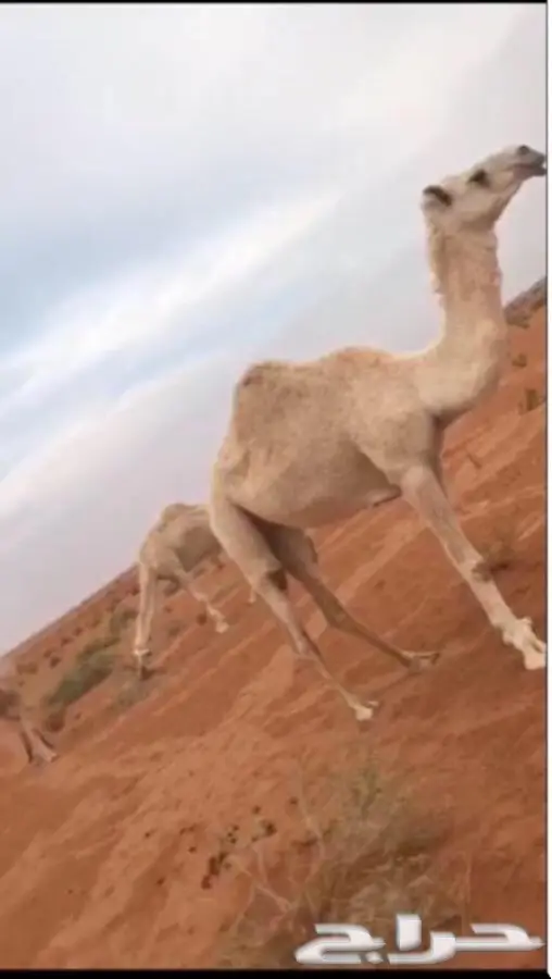 للبيع ابل العدد 8 جمله (image 3)