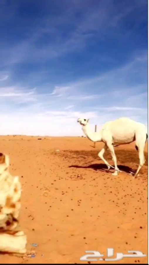 للبيع ابل العدد 8 جمله (image 4)