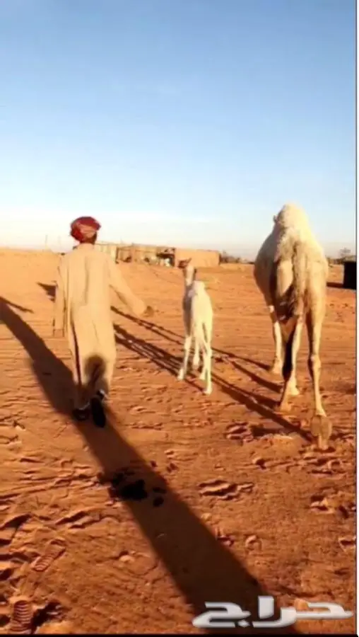 للبيع ابل العدد 8 جمله (image 6)