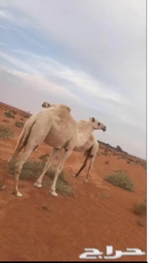 للبيع ابل العدد 8 جمله (image 1)
