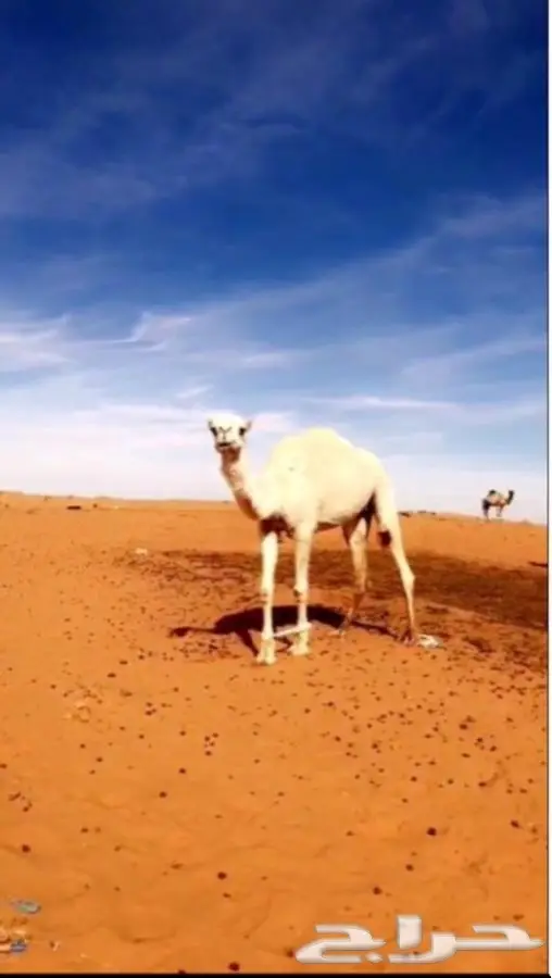 للبيع ابل العدد 8 جمله (image 5)