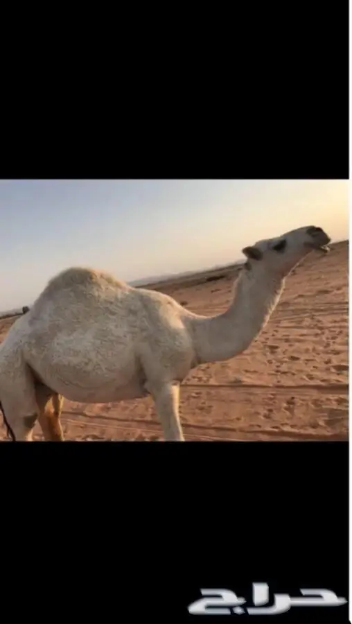 للبيع ابل العدد 8 جمله (image 2)