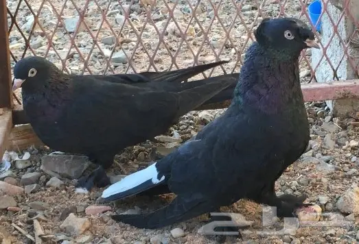 حمام اتراك للبيع (image 1)