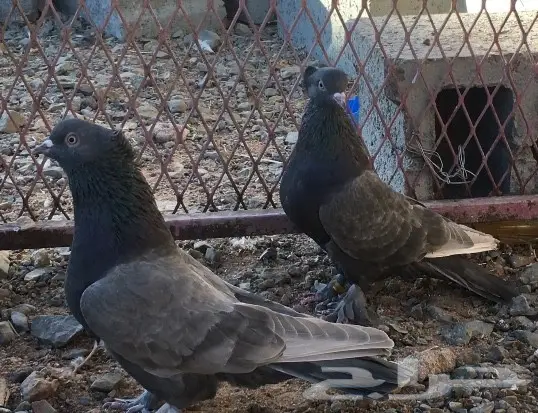 حمام اتراك  (image 1)