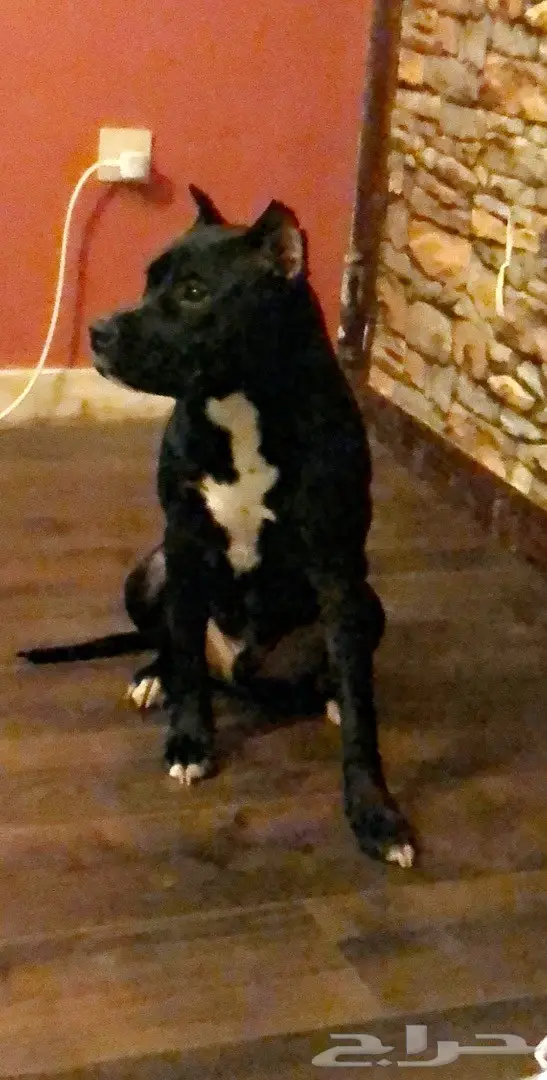 امريكان بتبول بيور 