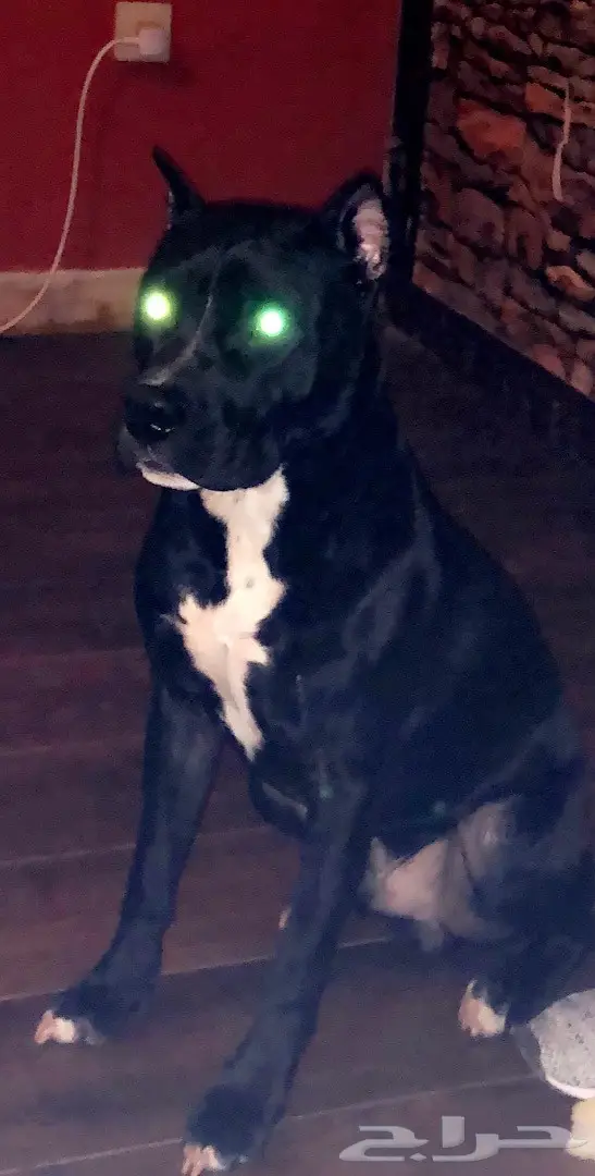 امريكان بتبول بيور  (image 1)