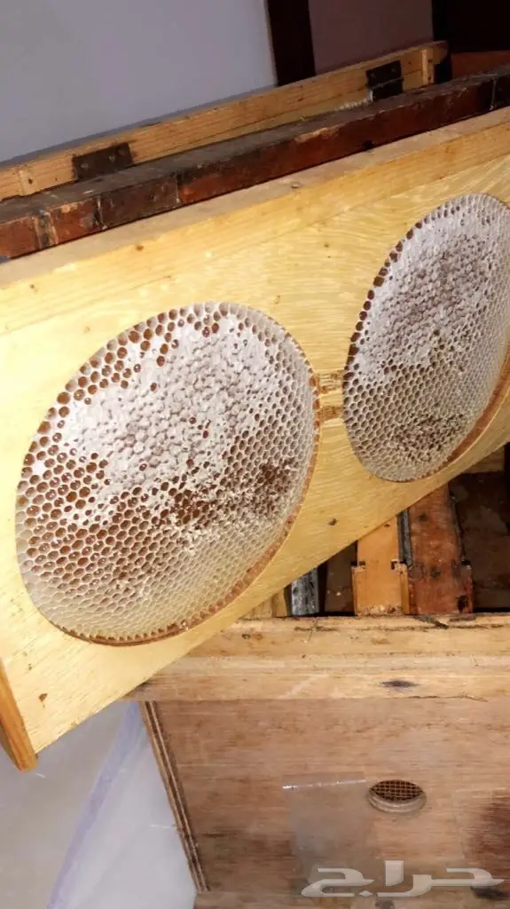 عسل سدر اصلي وخلية نحل سدر  (image 1)