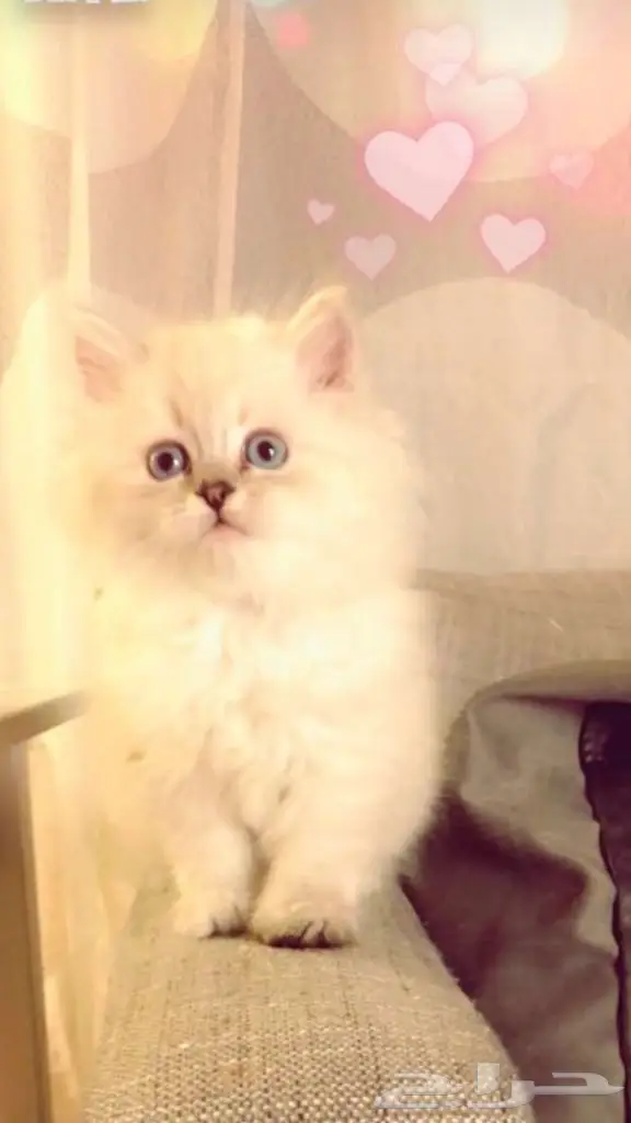 قطة هملايا للبيع . 