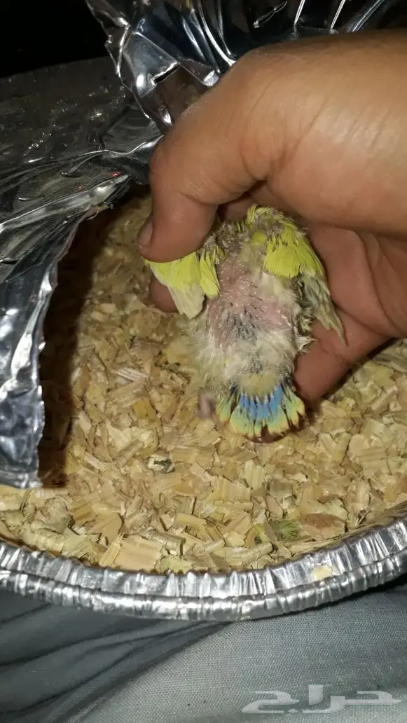 فرخ ببغاء روز للبيع - فرصة لا تُفوّت!